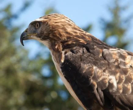 Red Tailed Hawk Stock Photos