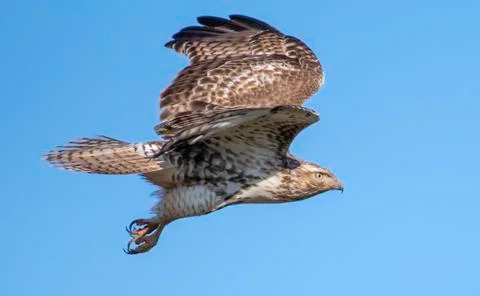 Red-tailed hawk Stock Photos