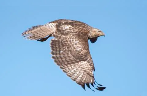 Red-tailed hawk Stock Photos