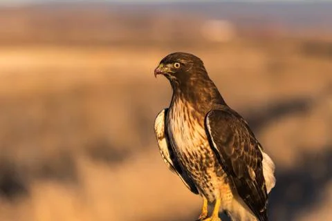 Red-tailed hawk. Stock Photos