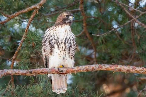 Red-tailed Hawk Stock-Fotos