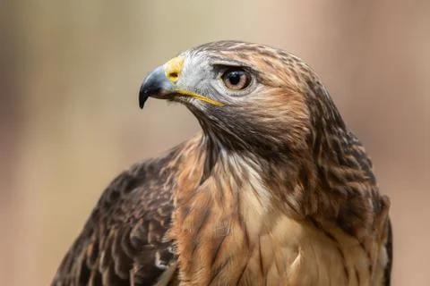 Red-tailed Hawk Stock Photos
