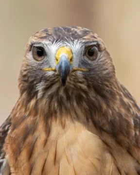 Red-tailed Hawk Stock Photos