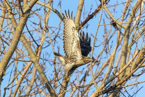 Red tailed hawk Stock Photos