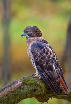 Red Tailed Hawk Stock Photos