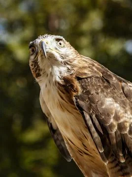 Red Tailed Hawk Foto stock