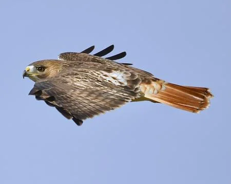 Red-tailed Hawk Stock Photos
