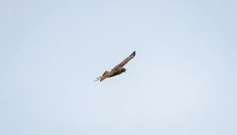 Red Tailed Hawk Stock Photos