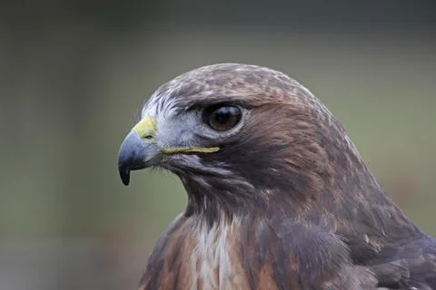 Red-tailed Hawk Portrait Stock Photos
