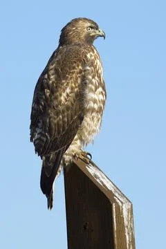 Red tailed hawk on post. Stock Photos