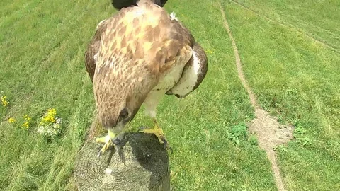 Red-Tailed Hawk on Prairie in Illinois Stock Footage 92482958