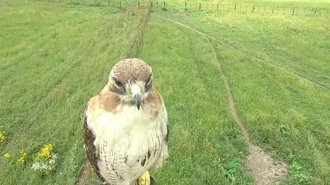 Red-Tailed Hawk on Prairie in Illinois Stock Footage 92483162