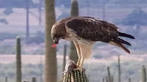 Red-tailed Hawk Preening While Perched on Cactus Stock Photos