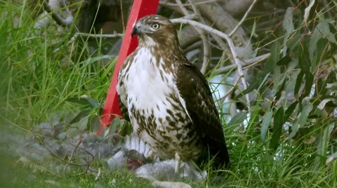 Red Tailed Hawk With Prey Flies Off Stock Footage 10591654