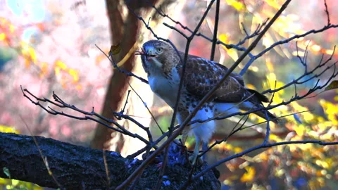 Red Tailed Hawk preys on a pigeon in Central Park NYC 2021 Stock Footage 166548914