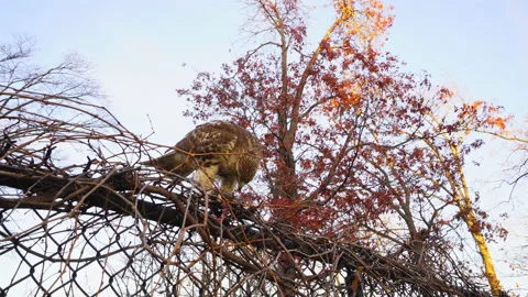 A RED-TAILED HAWK preys on a squirrel in East Village at NYC Stock-Footage 144385163