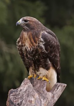 Red-tailed hawk profile Stock Photos