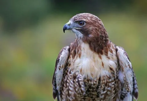 Red-tailed Hawk Profile Stock Photos