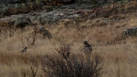 Red-tailed Hawk Protecting its Prey Stock Footage 120151736