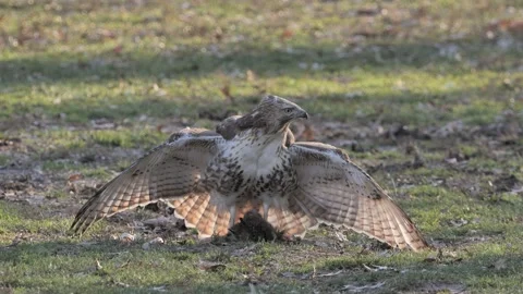 Red Tailed Hawk protecting its meal Stock Footage 232163943