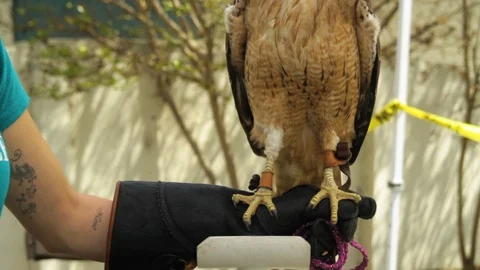 Red-Tailed Hawk raptor 스톡 동영상 91875604