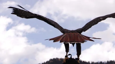 Red-tailed hawk rear view on hand of falconer Stock Footage 43068212