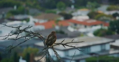 Red tailed hawk seen in Griffith Park, Los Angeles Stock Footage 115078555