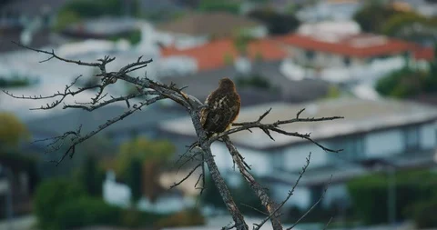 Red tailed hawk seen in Griffith Park, Los Angeles Stock Footage 115078633
