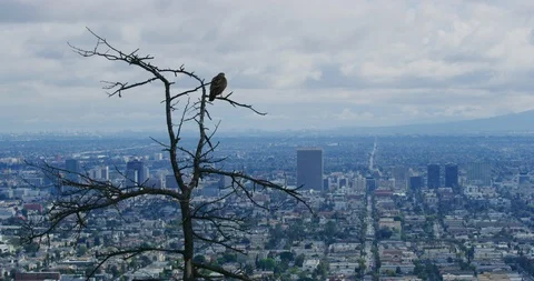 Red tailed hawk seen in Griffith Park, Los Angeles Stock Footage 115099308