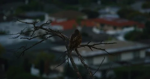 Red tailed hawk seen in Griffith Park, Los Angeles Stock Footage 115809894