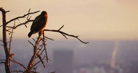 Red tailed hawk seen in Griffith Park, Los Angeles Stock Footage 116027023