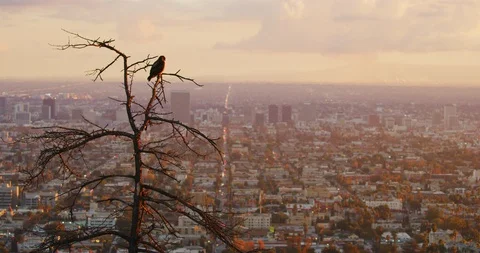 Red tailed hawk seen in Griffith Park, Los Angeles Vídeo Stock 116028570