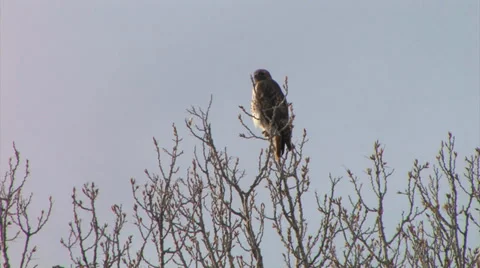 Red-tailed Hawk sits in tree looking for prey in new Mexico 스톡 동영상 38278797