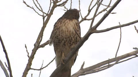 Red-tailed Hawk Sits in Tree Stock Footage 247574313