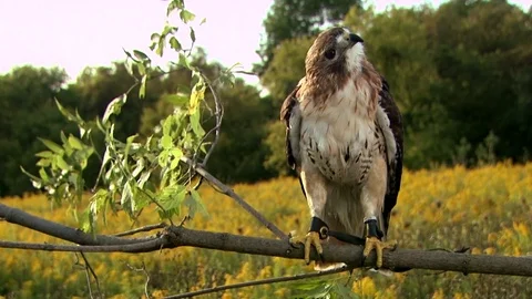 Red tailed Hawk sitting in a branch Stock Footage 81214456