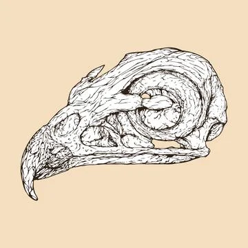Red tailed hawk skull head vector illustration Illustrazione stock
