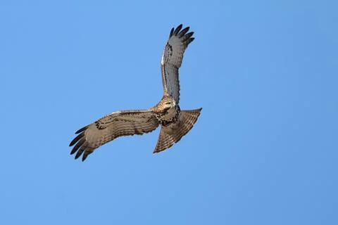 Red-tailed hawk soaring Stock Photos