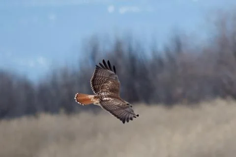 Red-tailed Hawk soaring Stock Photos