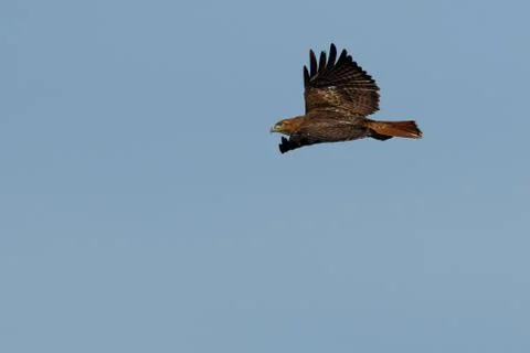 Red-tailed hawk soaring Stock Photos