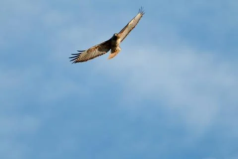 Red-tailed hawk soaring Stock Photos
