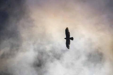 Red Tailed Hawk soaring through a dramatic sky filled with colorful clouds Photos