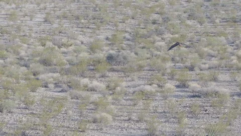 Red Tailed Hawk soars across Texas landscape, aerial flying with majestic Stock Footage 109062820