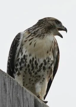 Red-tailed Hawk sounds off Stock Photos