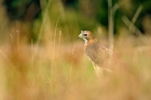 Red-tailed Hawk standing on the ground in the high grass Stock Photos