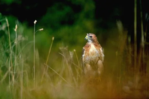 Red-tailed Hawk standing on the ground in the high grass Stock Photos