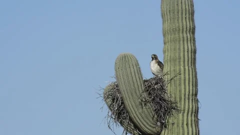 Red-tailed hawk stands guard over nest in sajuaro cactus in desert Stock-Footage 153328884