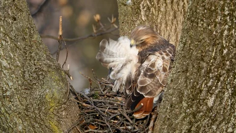 Red-tailed Hawk taking care of its feathers Stock Footage 103824634