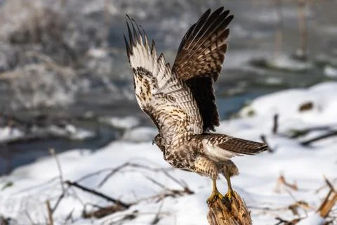 Red-tailed hawk taking off Stock Photos
