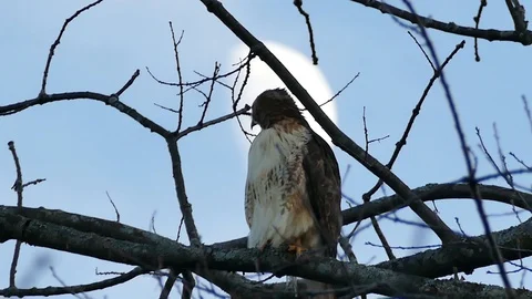 Red tailed hawk taking off from tree with moon in background and flying away - Stock Footage 91297527