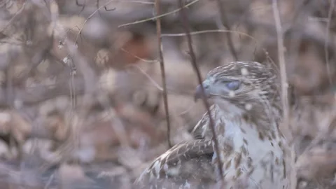 Red Tailed Hawk in thick Brush Stock Footage 232163042